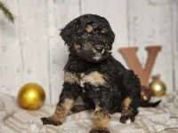 Beast, a male Miniature Bernedoodle for sale in Silver Lake, IN – Photo 3 of 9