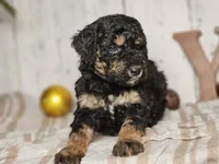Beast, a male Miniature Bernedoodle for sale in Silver Lake, IN – Photo 7 of 9