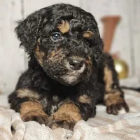 Beast, a male Miniature Bernedoodle for sale in Silver Lake, IN – Photo 1 of 9