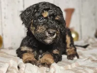 Beast, a male Miniature Bernedoodle for sale in Silver Lake, IN – Photo 1 of 9