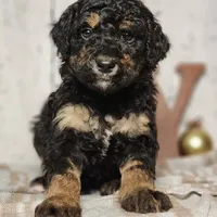 Beast, a male Miniature Bernedoodle for sale in Silver Lake, IN – Photo 2 of 9