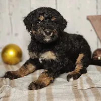 Beast, a male Miniature Bernedoodle for sale in Silver Lake, IN – Photo 5 of 9