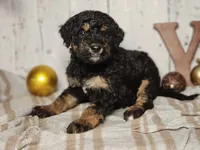 Beast, a male Miniature Bernedoodle for sale in Silver Lake, IN – Photo 5 of 9