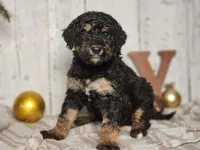 Beast, a male Miniature Bernedoodle for sale in Silver Lake, IN – Photo 6 of 9
