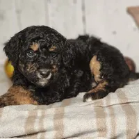 Beast, a male Miniature Bernedoodle for sale in Silver Lake, IN – Photo 9 of 9