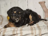 Beast, a male Miniature Bernedoodle for sale in Silver Lake, IN – Photo 9 of 9