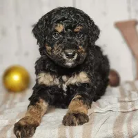 Beast, a male Miniature Bernedoodle for sale in Silver Lake, IN – Photo 8 of 9