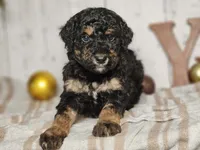 Beast, a male Miniature Bernedoodle for sale in Silver Lake, IN – Photo 8 of 9
