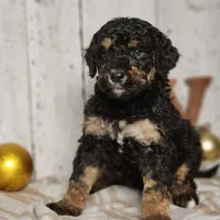 Beast, a male Miniature Bernedoodle for sale in Silver Lake, IN – Photo 4 of 9