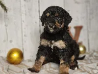 Beast, a male Miniature Bernedoodle for sale in Silver Lake, IN – Photo 4 of 9