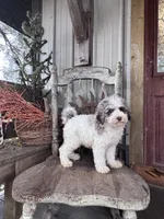 Eli , a male Miniature Goldendoodle for sale in Silver Lake, IN – 6 of 9