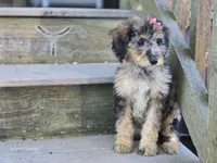 Bernie, a female Miniature Bernedoodle for sale in Silver Lake, IN – 2 of 4