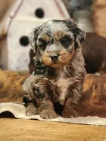 Dandy, a male Miniature Aussiedoodle for sale in Silver Lake, IN – Photo 5 of 5