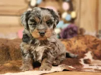 Dandy, a male Miniature Aussiedoodle for sale in Silver Lake, IN – Photo 1 of 5