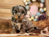Dandy, a male Miniature Aussiedoodle for sale in Silver Lake, IN – Photo 2 of 5