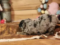 Dandy, a male Miniature Aussiedoodle for sale in Silver Lake, IN – Photo 3 of 5