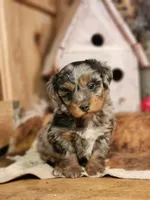 Dandy, a male Miniature Aussiedoodle for sale in Silver Lake, IN – Photo 4 of 5