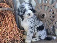 Elliot , a male Miniature Goldendoodle for sale in Silver Lake, IN – 5 of 10