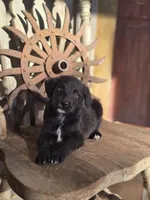 Sawyer, a male Australian Cattle Dog and Poodle - Miniature  for sale in Silver Lake, IN – 4 of 6