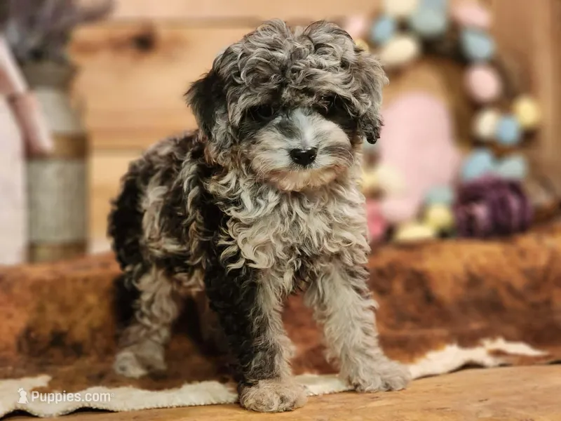 peter  – Cavapoo puppy for sale in Silver Lake, IN