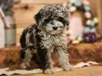 peter , a male Cavapoo for sale in Silver Lake, IN – Photo 1 of 5