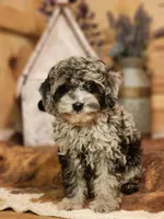 peter , a male Cavapoo for sale in Silver Lake, IN – Photo 4 of 5