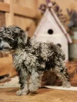 peter , a male Cavapoo for sale in Silver Lake, IN – Photo 3 of 5