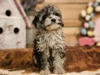 peter , a male Cavapoo for sale in Silver Lake, IN – Photo 2 of 5