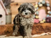 peter , a male Cavapoo for sale in Silver Lake, IN – Photo 5 of 5