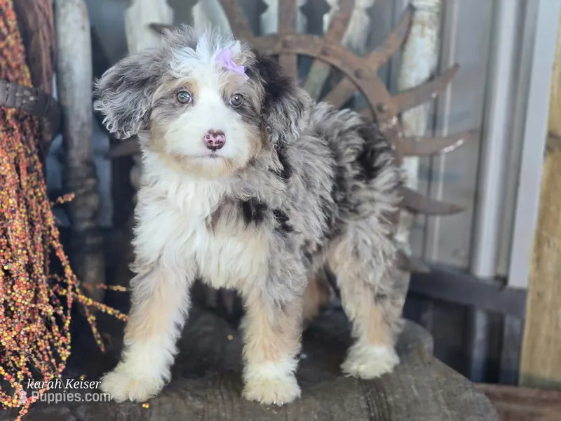 Susie – Miniature Bernedoodle puppy for sale in Silver Lake, IN