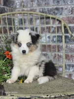 Dusty, a male Miniature Australian Shepherd for sale in Silver Lake, IN – 4 of 6