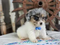 Tuffy, a male French Bulldog and Poodle - Toy  for sale in Silver Lake, IN – 4 of 5