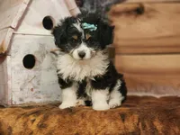 Daisy, a female Miniature Aussiedoodle for sale in Silver Lake, IN – Photo 1 of 3