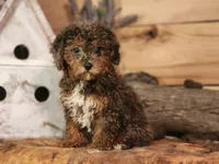 Forrest Frank, a male Poodle - Toy  and Miniature Goldendoodle for sale in Silver Lake, IN – 5 of 7