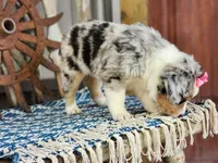 Daisy, a female Miniature Australian Shepherd for sale in Silver Lake, IN – 5 of 10
