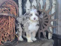 Faith, a female Miniature Bernedoodle for sale in Silver Lake, IN – 7 of 9