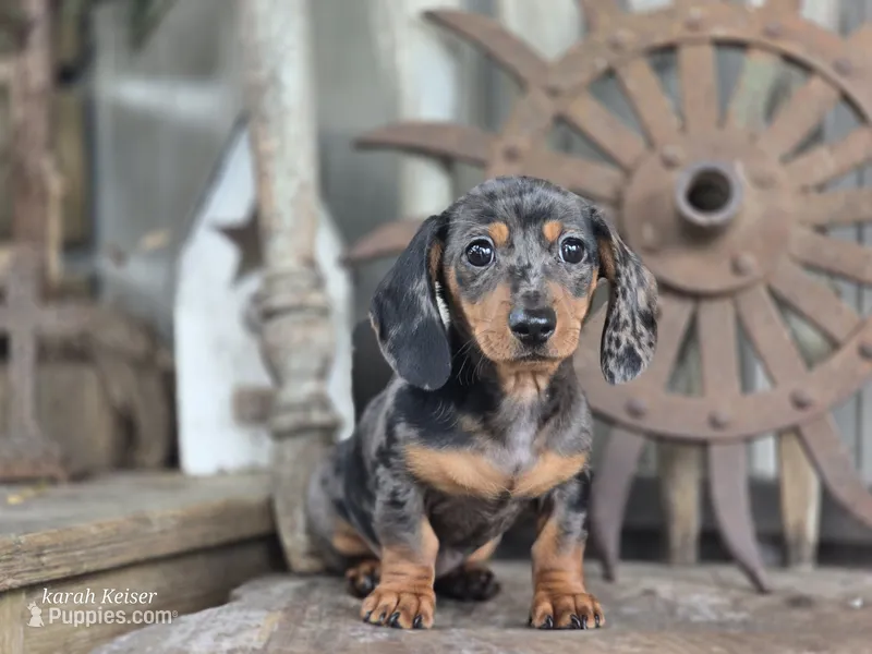 Wanda – Miniature Dachshund puppy for sale in Silver Lake, IN