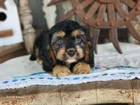 Bruno, a male Cavapoo for sale in Silver Lake, IN – 2 of 5