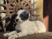 Stella, a female Australian Cattle Dog and Poodle - Miniature  for sale in Silver Lake, IN – 2 of 6