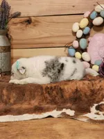 Dusty, a female Australian Cattle Dog and Miniature Australian Shepherd for sale in Silver Lake, IN – Photo 4 of 4