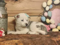 Dusty, a female Australian Cattle Dog and Miniature Australian Shepherd for sale in Silver Lake, IN – Photo 2 of 4