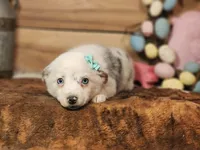 Dusty, a female Australian Cattle Dog and Miniature Australian Shepherd for sale in Silver Lake, IN – Photo 3 of 4