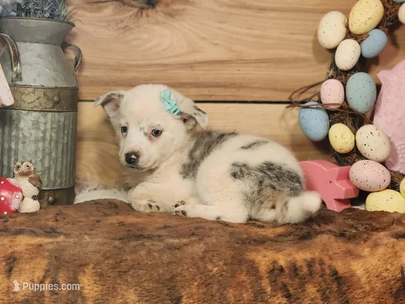 Dusty – Australian Cattle Dog, Miniature Australian Shepherd puppy for sale in Silver Lake, IN