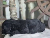 Wilma , a female Miniature Dachshund for sale in Silver Lake, IN – 4 of 4