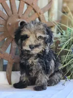 Sunny, a male Poodle - Toy  for sale in Silver Lake, IN – 5 of 5