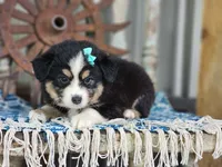 Dahlia, a female Miniature Australian Shepherd for sale in Silver Lake, IN – 3 of 7