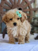 Sandy, a female Poodle - Toy  for sale in Silver Lake, IN – 3 of 6