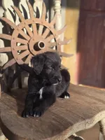 Sawyer, a male Australian Cattle Dog and Poodle - Miniature  for sale in Silver Lake, IN – 5 of 6
