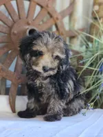 Sunny, a male Poodle - Toy  for sale in Silver Lake, IN – 3 of 5