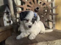 Stella, a female Australian Cattle Dog and Poodle - Miniature  for sale in Silver Lake, IN – 4 of 6